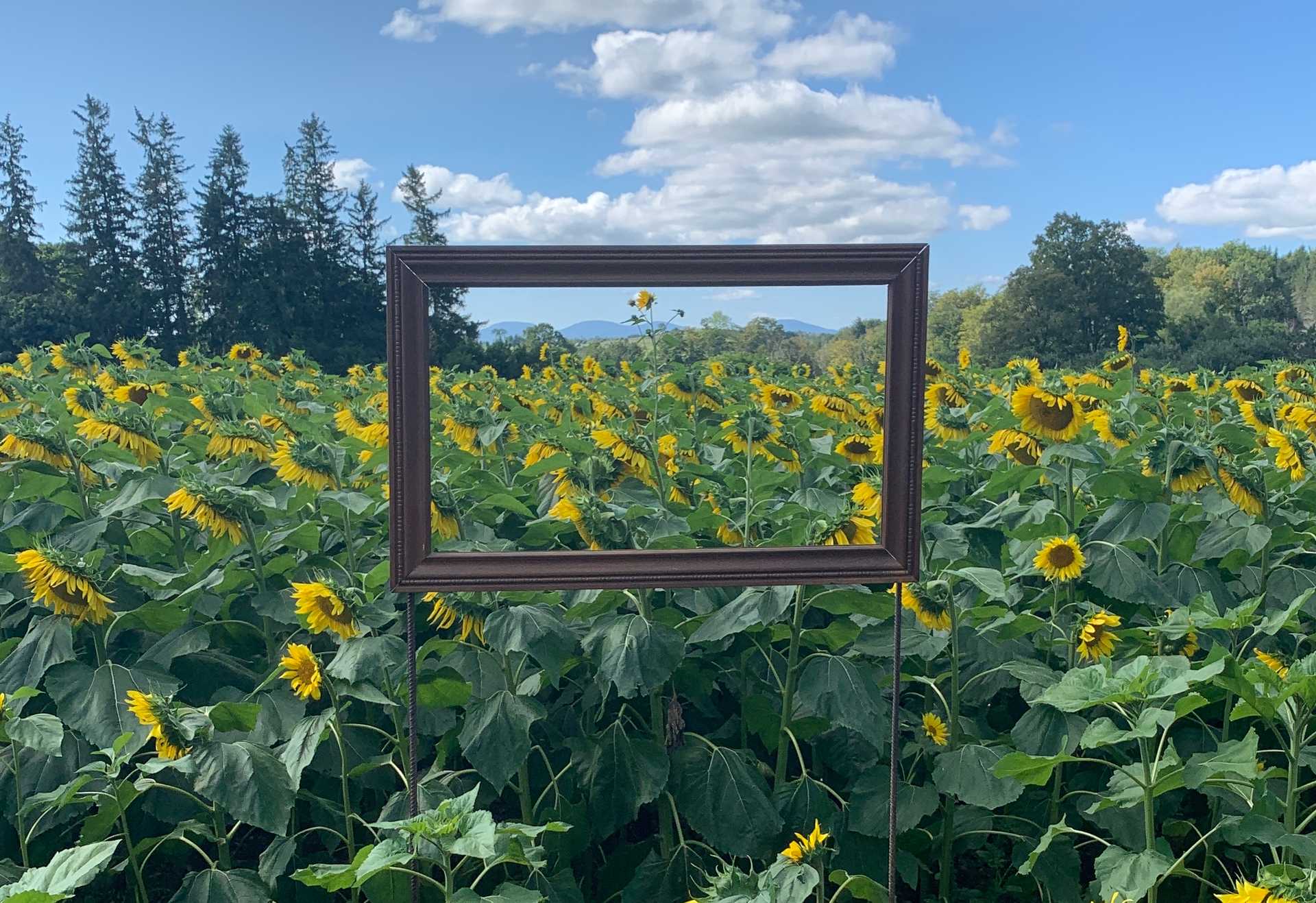 Walking through a field of sunflowers